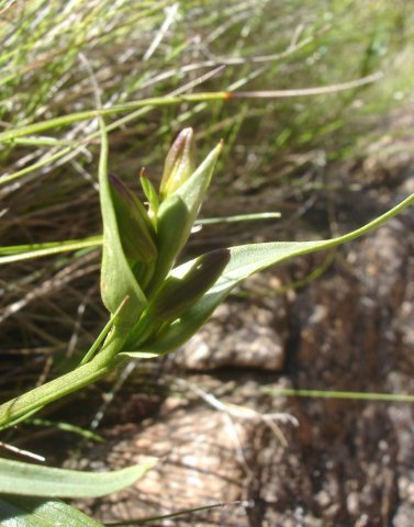 Colchicum striatum hanging but flowering